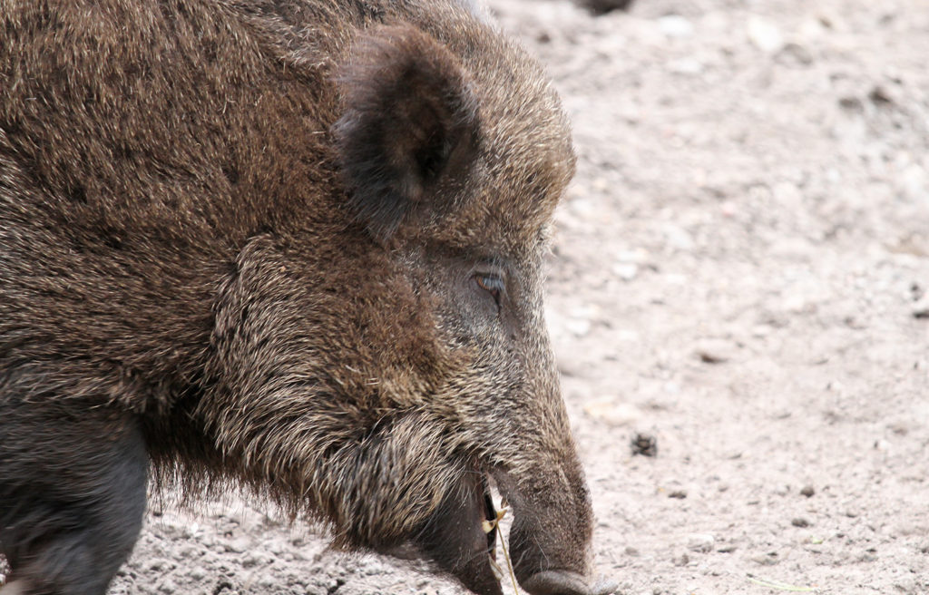 Wildschwein. Foto: BUND